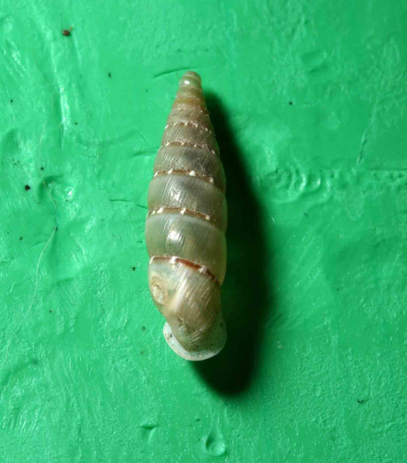 Papillifera papillaris (O.F. Mller, 1774)  - San Marino